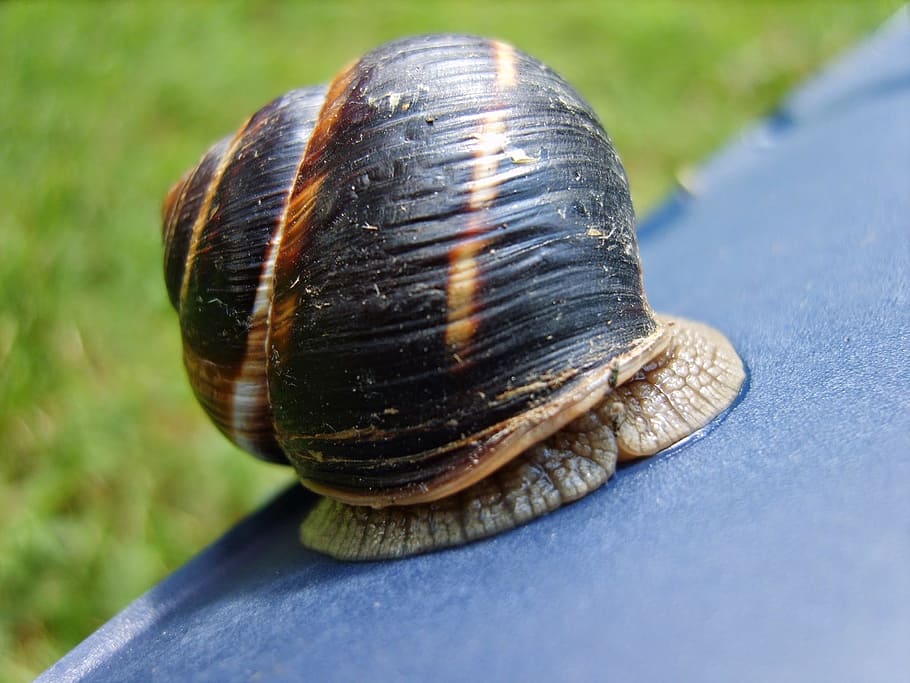 Snail, Nature, Camping, one animal, animal themes, day, animals in the wild HD wallpaper