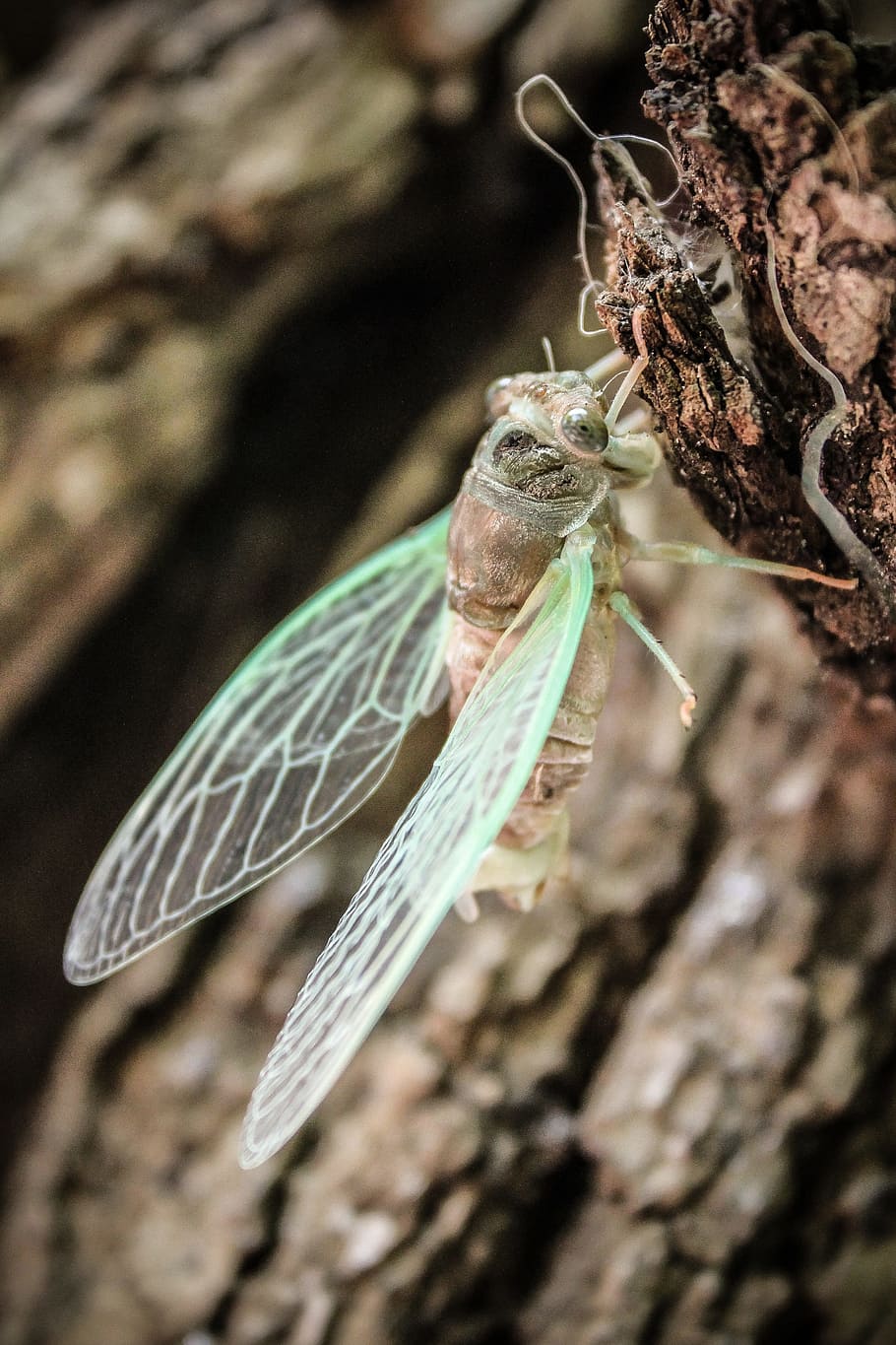 Insect, Bug, Wings, Animal, Nature, wildlife, fly, summer, small HD wallpaper