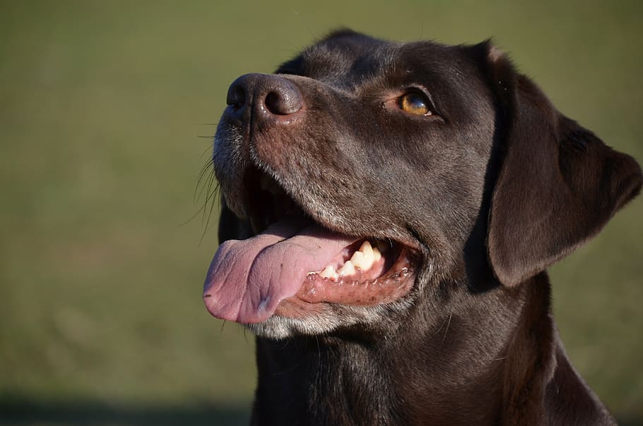 closeup photography of adult chocolate Labrador retriever, dog HD wallpaper