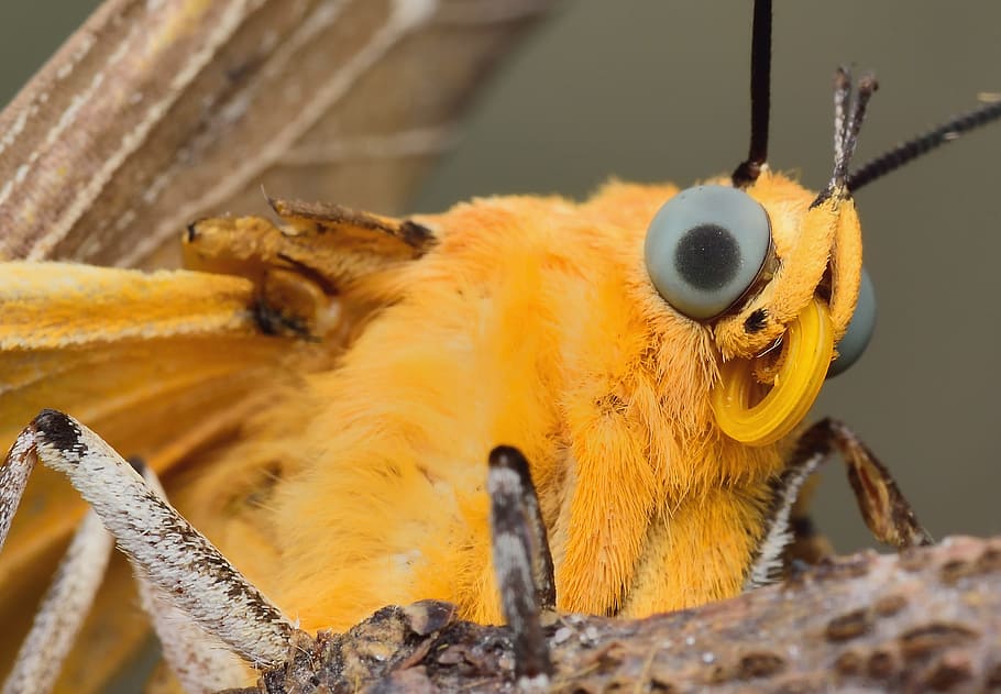 Macro, Insects, Butterfly, Wing, one animal, animal themes HD wallpaper
