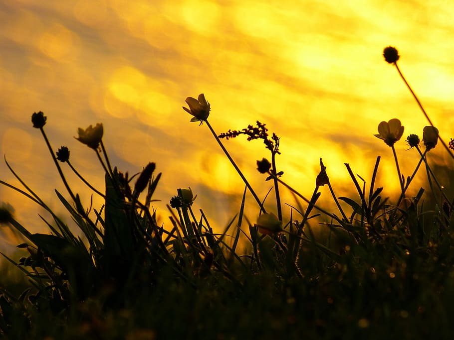 low-angle photo of yellow petaled flowers at sunset, mood, back light HD wallpaper