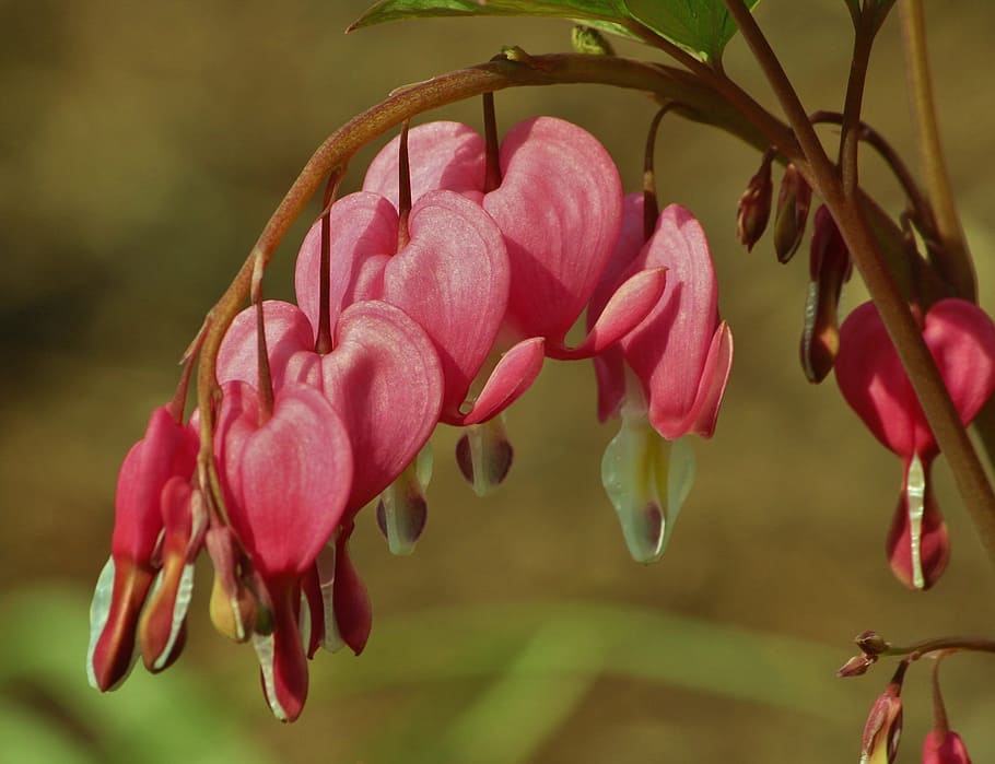 flower, bleeding heart, spring, red, beauty, nature, flowering plant HD wallpaper