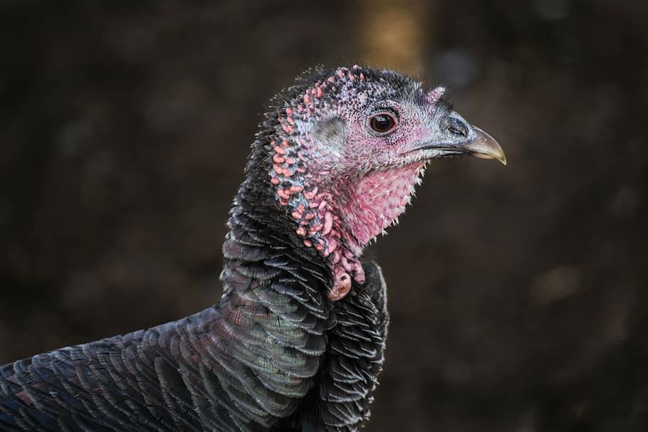 turkey, ave, feathers, fauna, bird, animal themes, one animal HD wallpaper