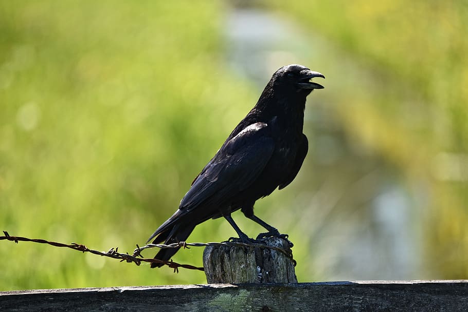 HD wallpaper: depth of field photography of black crow, bird, animal,  corvus | Wallpaper Flare