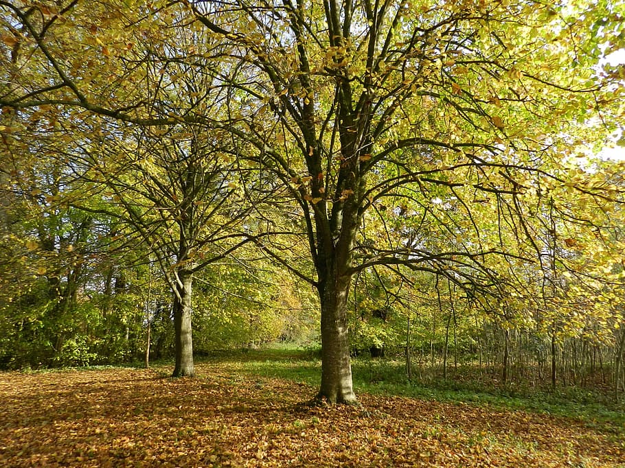 Tree, Undergrowth, Fall, Forest, Nature, plants, colors fall HD wallpaper