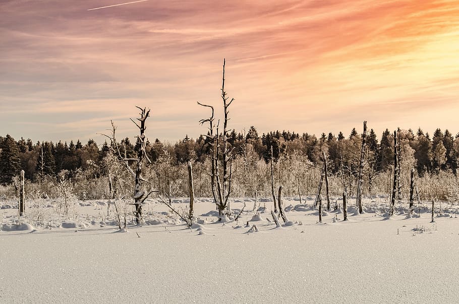 moss, sun, bald trees, winter, nature, conifer, forest, snow HD wallpaper