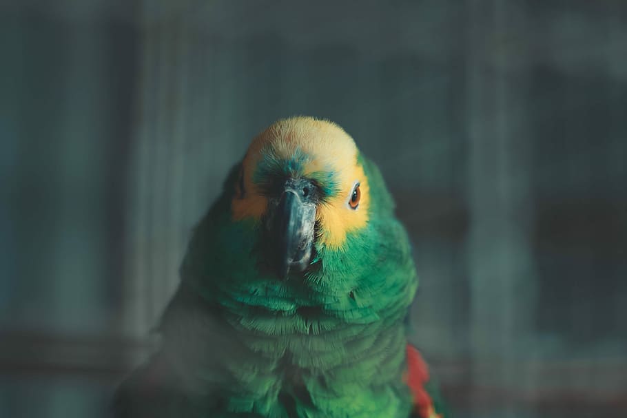 the bird, green parrot, pet, yellow, vertebrate, animal themes HD wallpaper