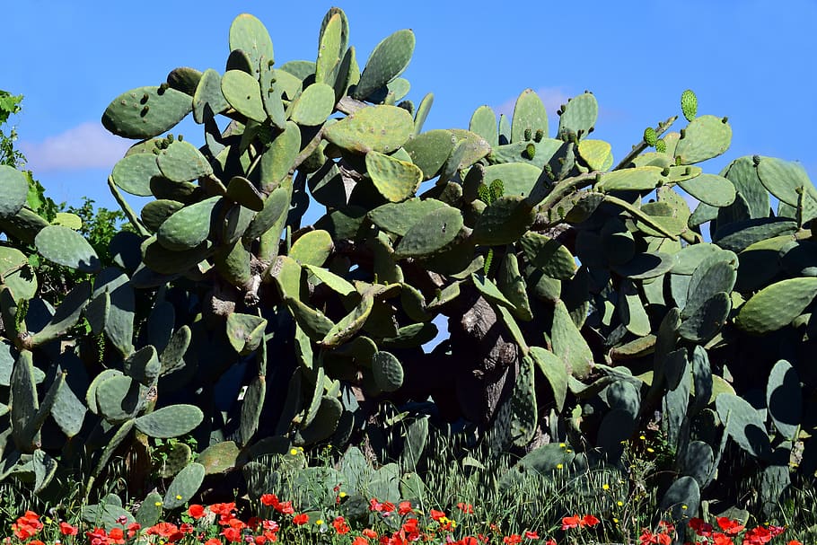 cactus, prickly pear, cactus greenhouse, spur, plant, mediterranean, HD wallpaper