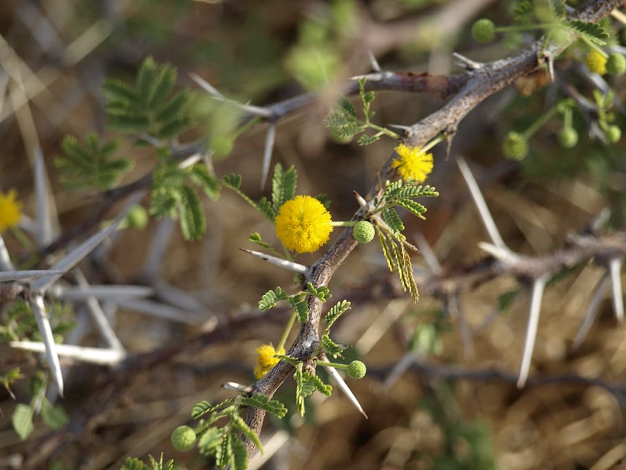 Thorns, Spur, Close, tiefenschärfe, bush, prickly, spiny, blossom HD wallpaper
