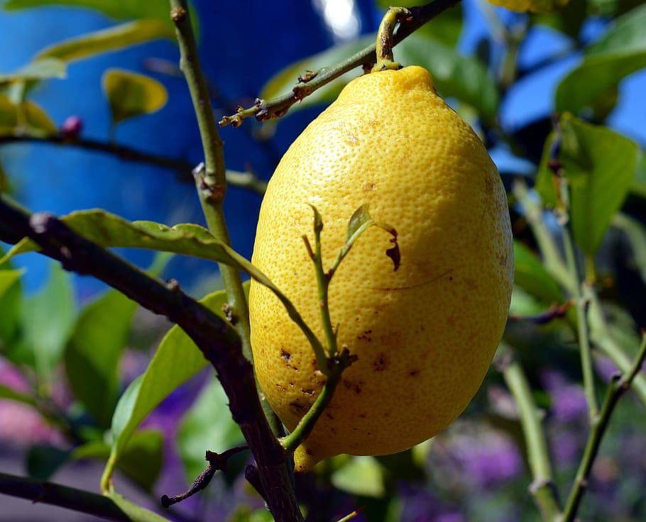 Citrus, Fruits, Lemon Tree, citrus fruits, mediterranean, yellow, HD wallpaper