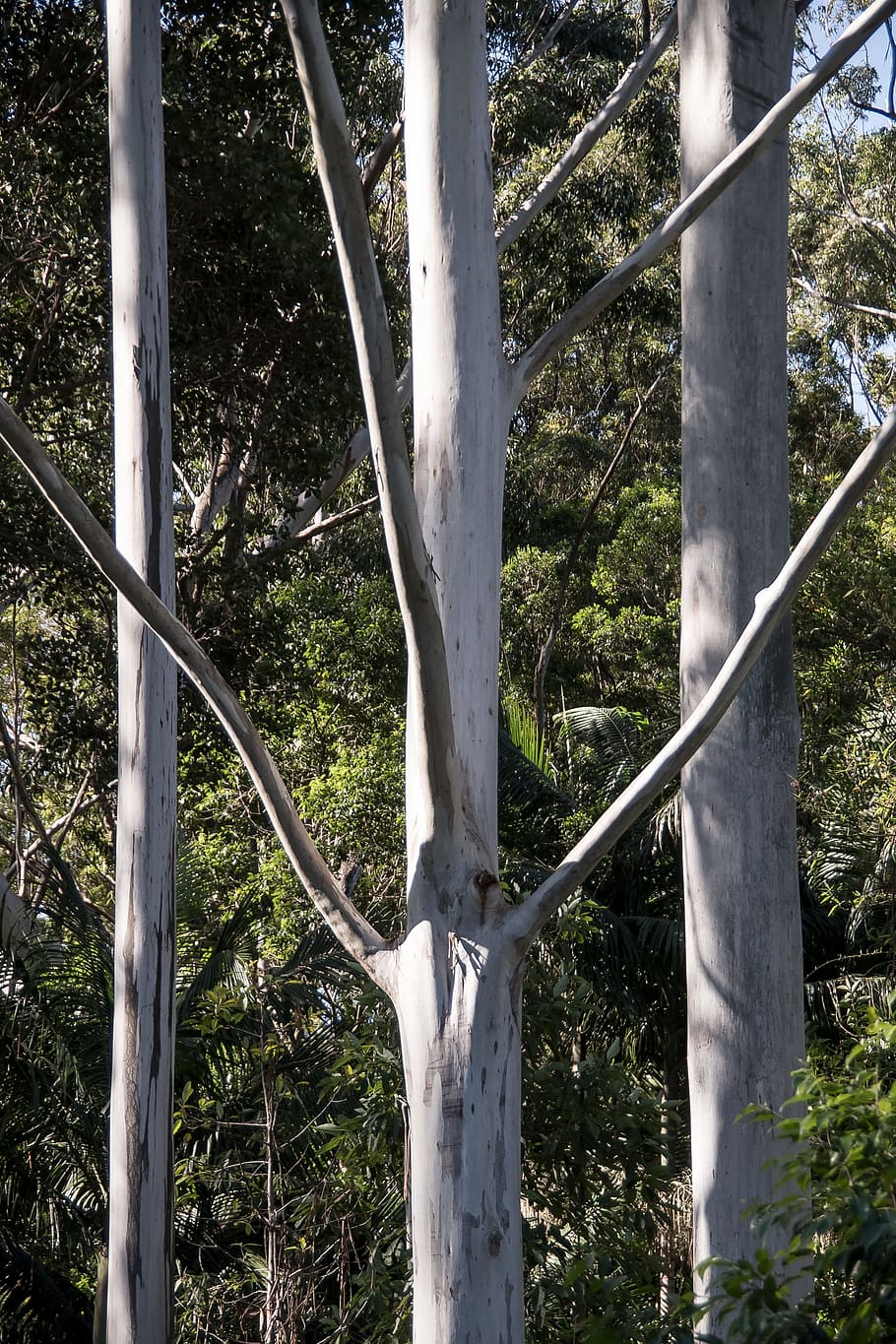 trees, rain forest, australia, queensland, gum trees, eucalypts HD wallpaper
