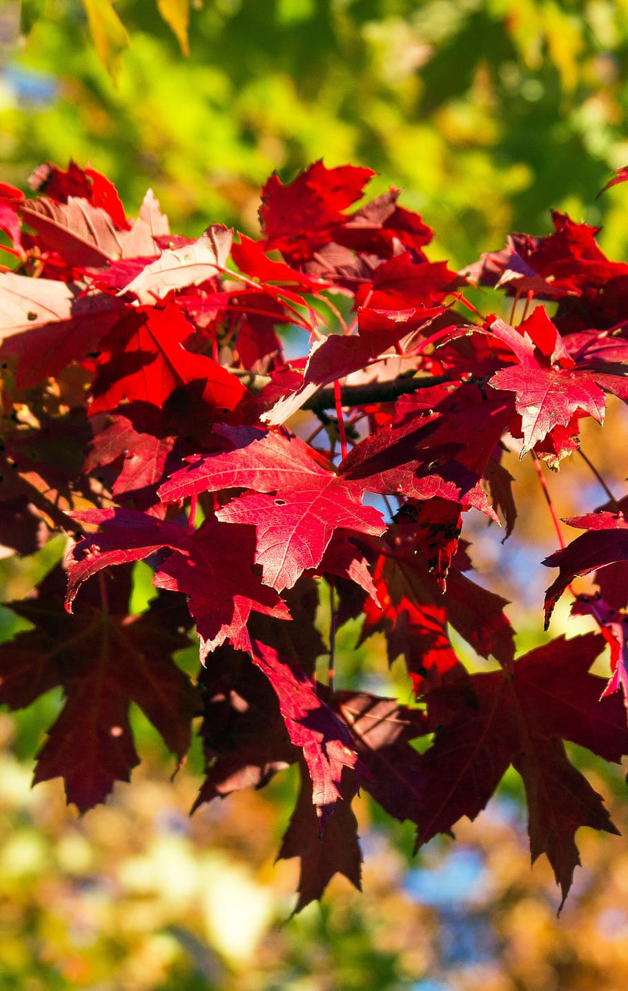 autumn, fall, leaves, red, foliage, plant part, leaf, beauty in nature HD wallpaper