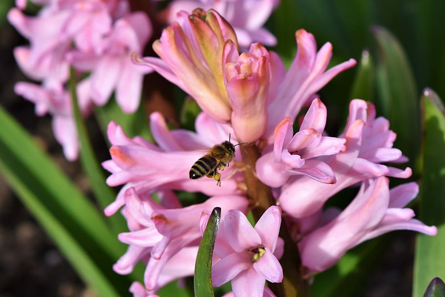 bee perched on pink petaled flower close-up photo, hyacinth HD wallpaper