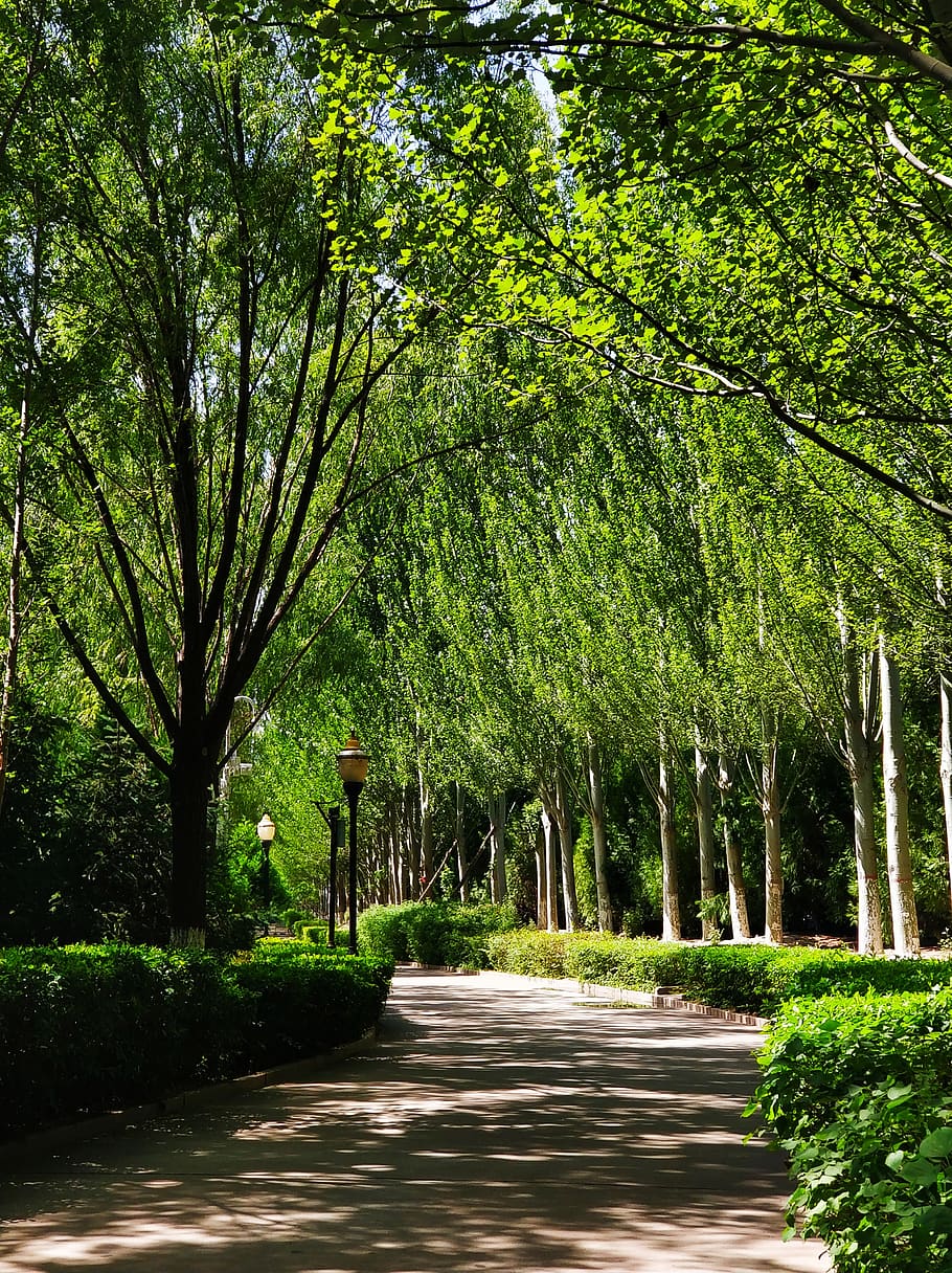 natural, trees, trail, shade, plant, the way forward, direction HD wallpaper