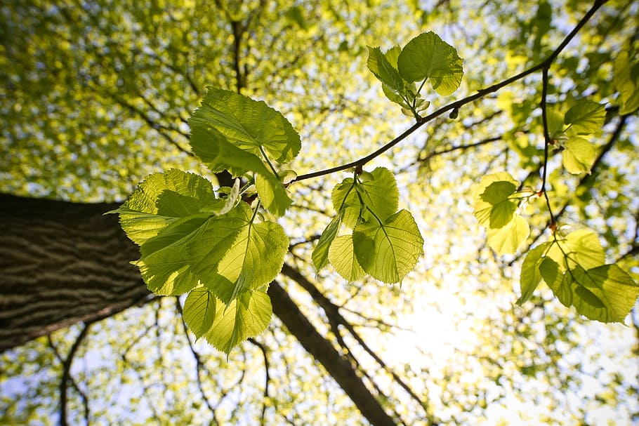 green, sunny, tree, plant, plant part, leaf, green color, growth HD wallpaper