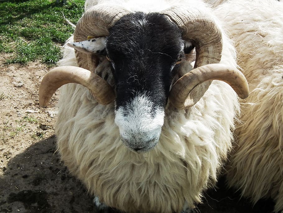 Sheep, Bock, Ram, Animal, Wool, Horn, horns, aries, horned HD wallpaper