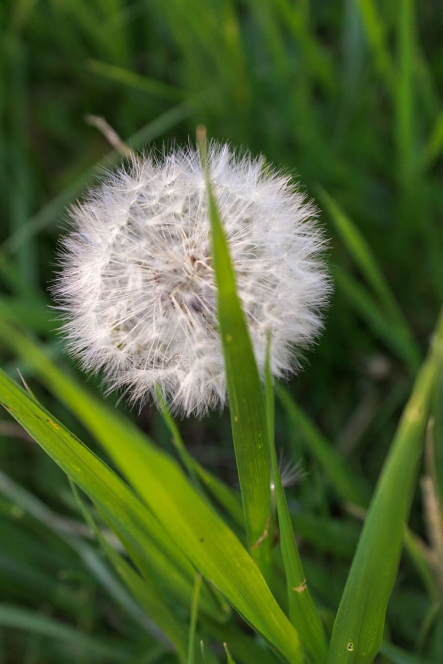 grass, dandelion, nature, forest, greens, plant, living nature HD wallpaper