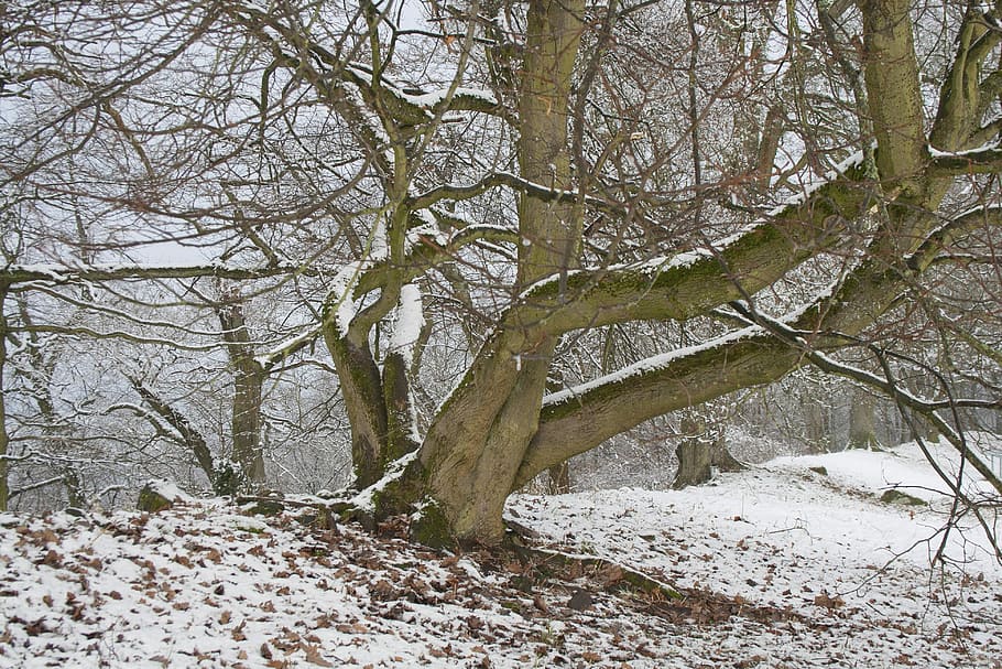 Hesse, Winter Trees, wintry, snowy, snow landscape, nature HD wallpaper