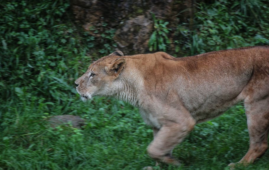 leon, nature, africa, animal themes, one animal, mammal, animal wildlife HD wallpaper
