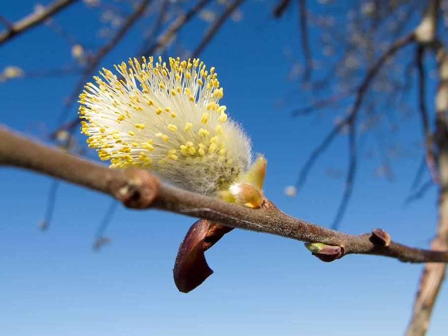 maňúsky, it's, the sky, spring, tree, a branch, finesse, smoothness HD wallpaper