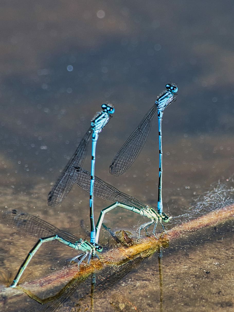 dragonfly, small dragonfly, insect, flight insect, close, blue HD wallpaper