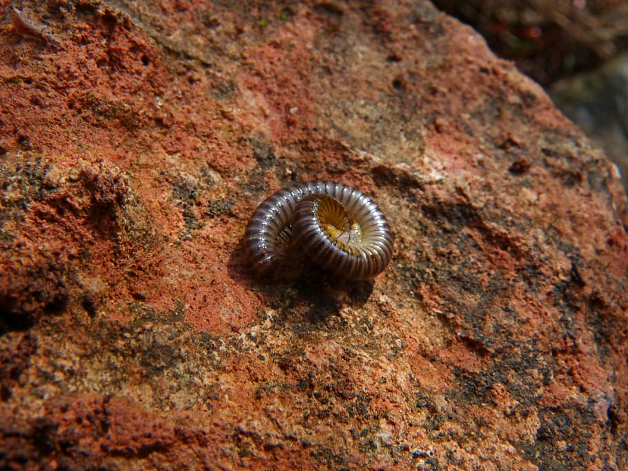 worm, spiral, arthropod, rings, animal wildlife, animal themes HD wallpaper