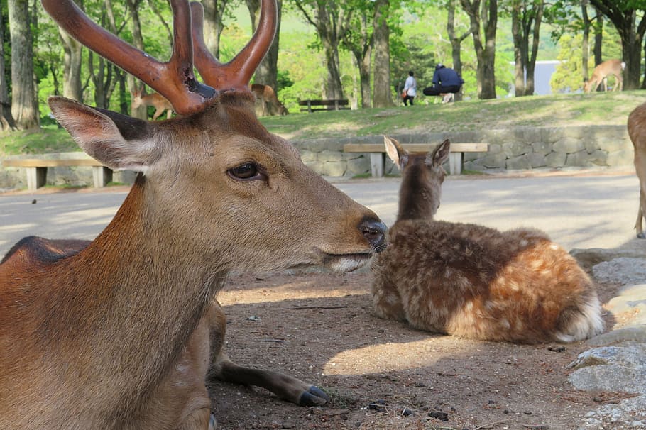 deer, nara park, wild animals, japan, mammal, animal themes, HD wallpaper