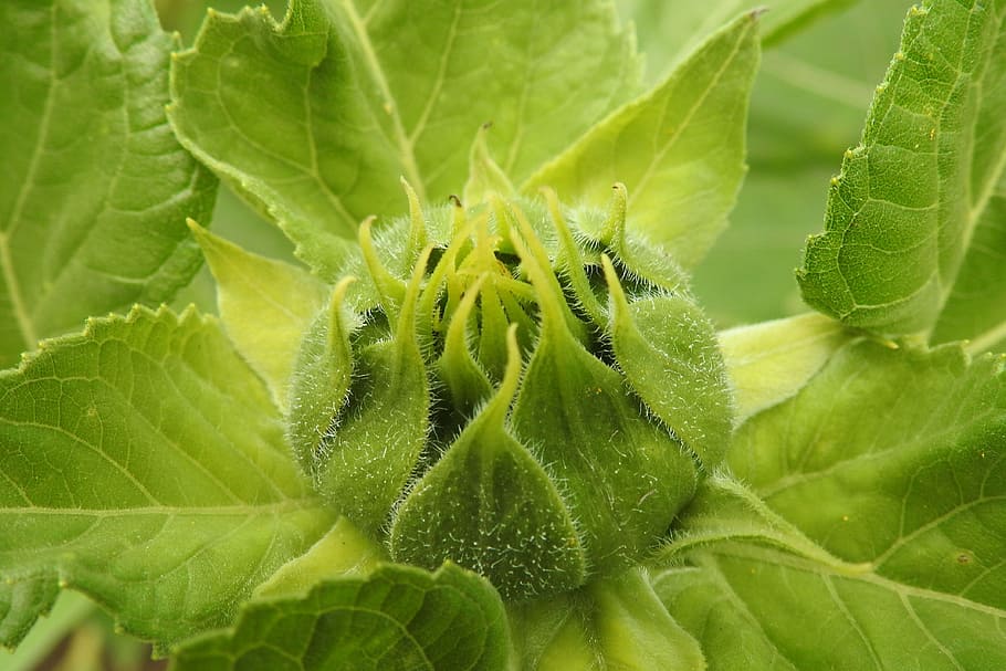 Sun Flower, Flower, Bud, Bud, Green, Summer, helianthus, leaf HD wallpaper