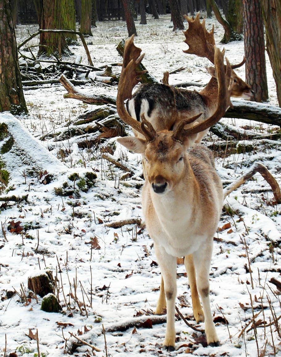 Hirsch, Fallow Deer, Winter, Snow, forest, blade, antler, flock HD wallpaper