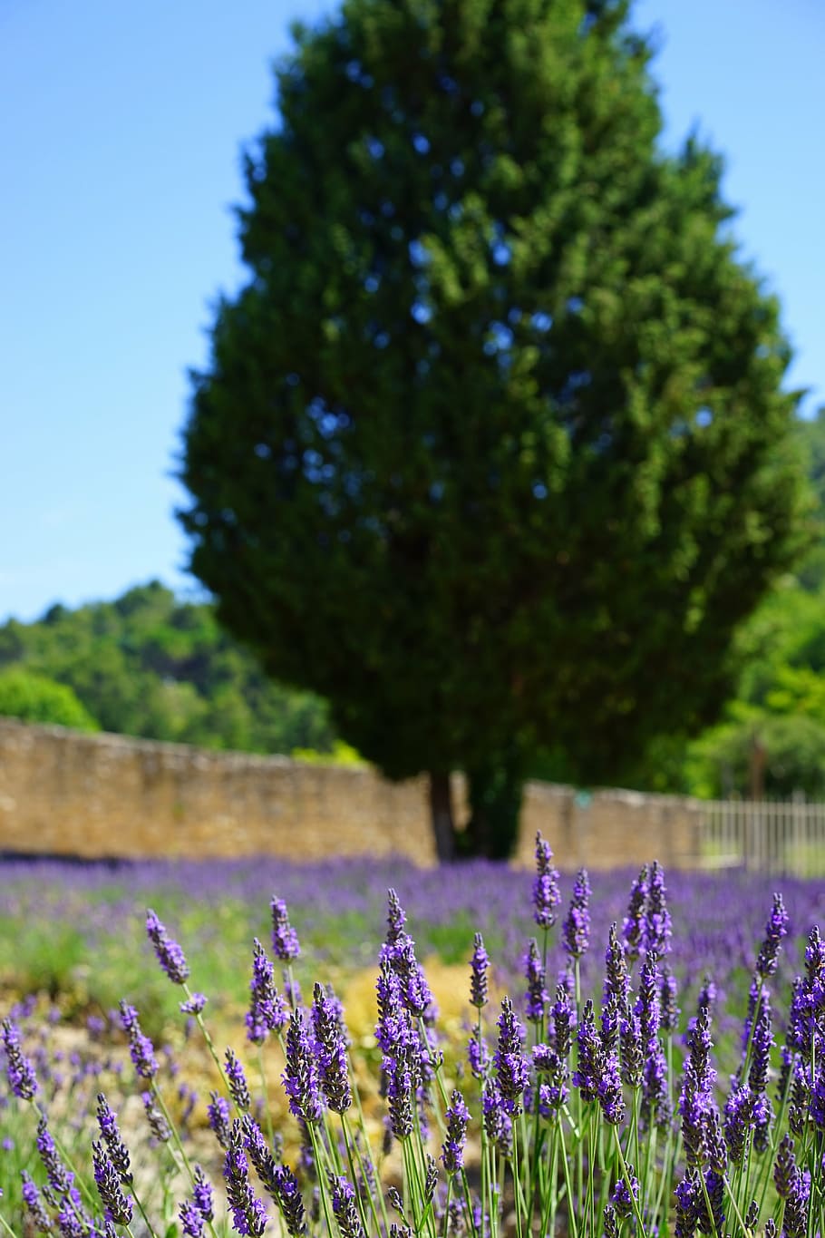 lavender cultivation, field, management, lavender field, flowers HD wallpaper