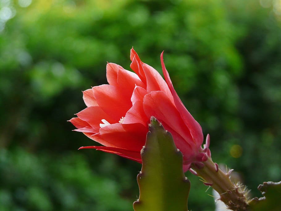 leaf cactus, leaf cactus bloom, blossom, plant, close, flower HD wallpaper