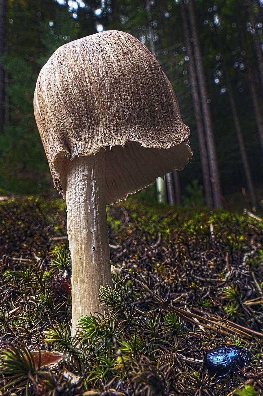 mushroom, forest, moss, forest floor, autumn sun, close, autumn beginning HD wallpaper