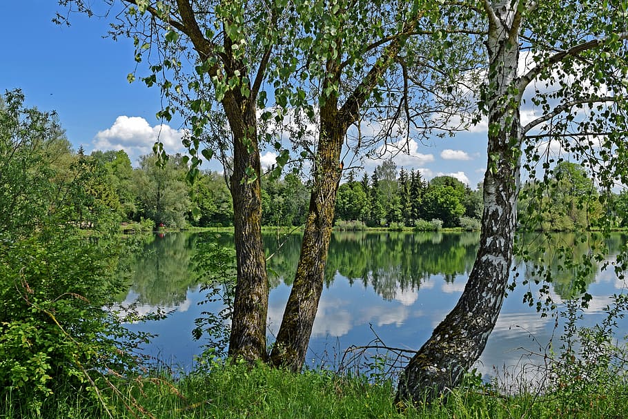 lake, birch, sky, clouds, water, tree, reflection, plant, tranquility HD wallpaper