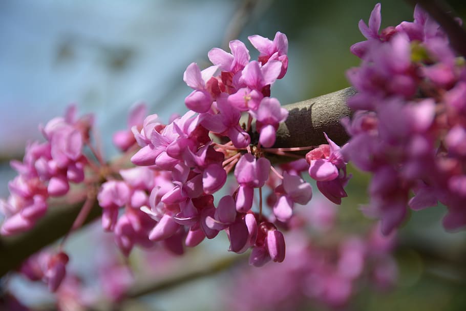 redbud, tree, nature, flowers, blooming, plants, blooms, macro HD wallpaper