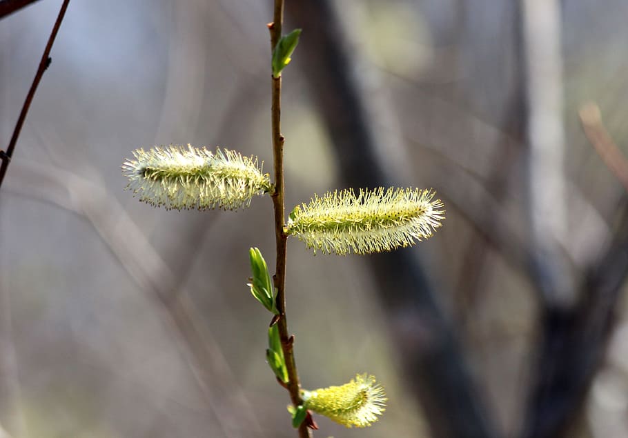 verba, plant, tree, branch, spring, living nature, willow blooms HD wallpaper