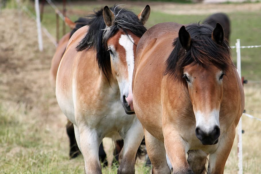 cold blooded animals, horses, year, paddock, mane, mare, farm HD wallpaper