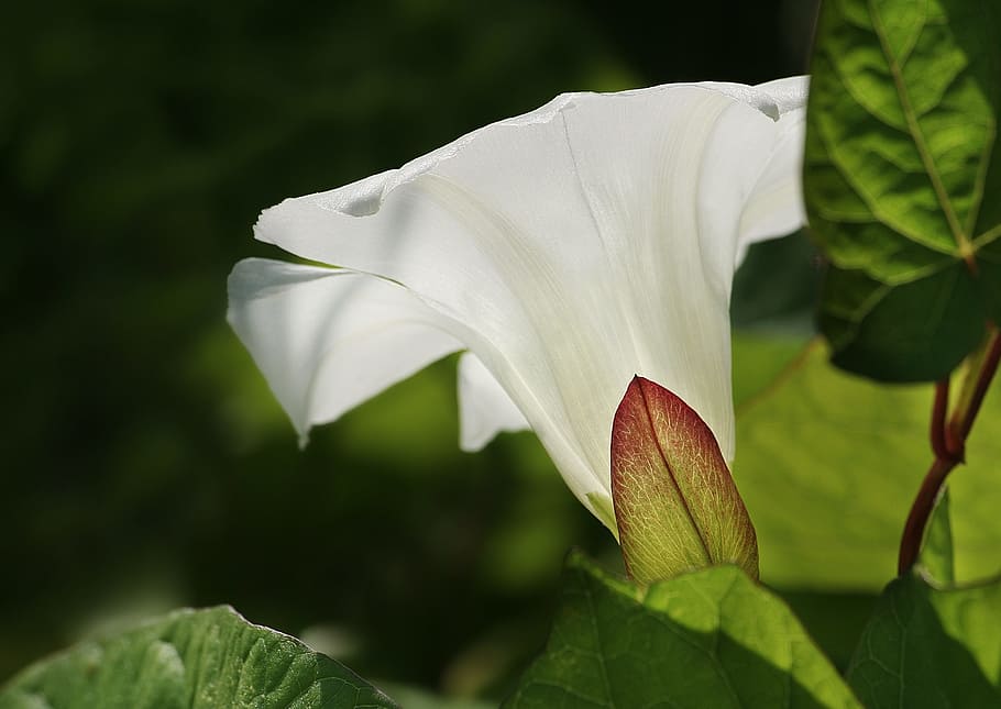 Nature, Bindweed, Macro, Plant, summer, meadow, leaf, white color HD wallpaper