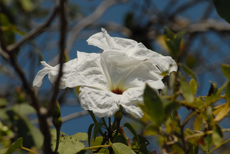 wild, flora, cazahuate, flowering plant, white color, beauty in nature HD wallpaper
