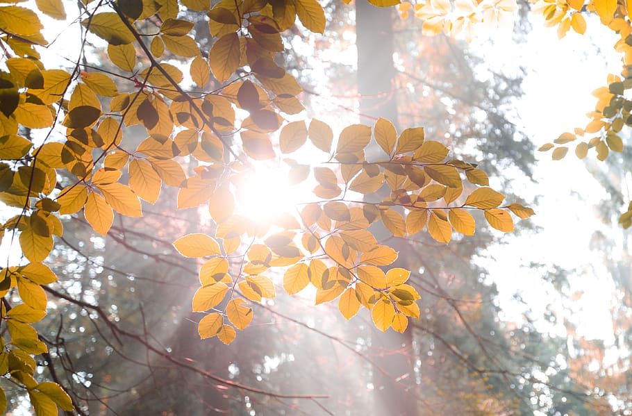 sun, burst, forest, light, sunlight, shine, ray, sunshine, bright HD wallpaper