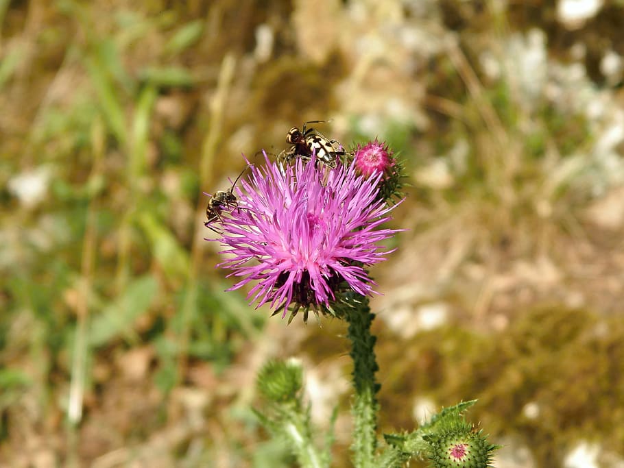 thistle, beetles, flower, flowering plant, animal themes, beauty in nature HD wallpaper