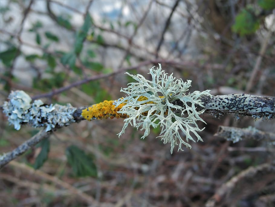 lichen, branch, plant, flowering plant, beauty in nature, fragility HD wallpaper