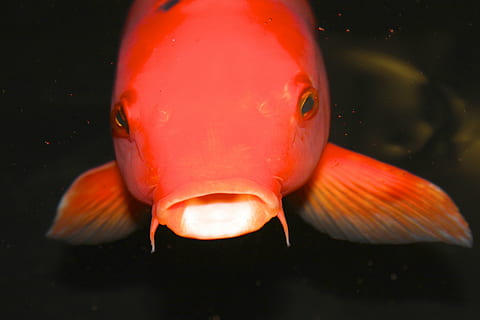 close-up photography of red fish, koi fish, goldfish, orange HD wallpaper