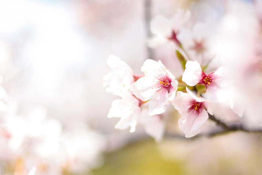 white petaled flower photo, Spring, Cherry, Cherry, Pink, Flowers HD wallpaper