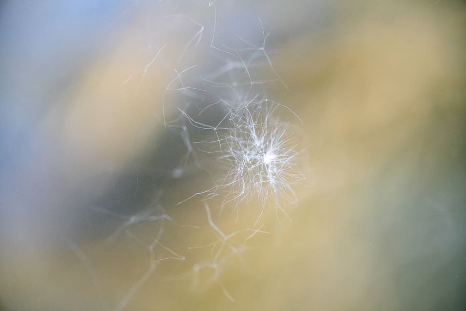 abstract, macro, summer, close up, structure, fresh, small HD wallpaper