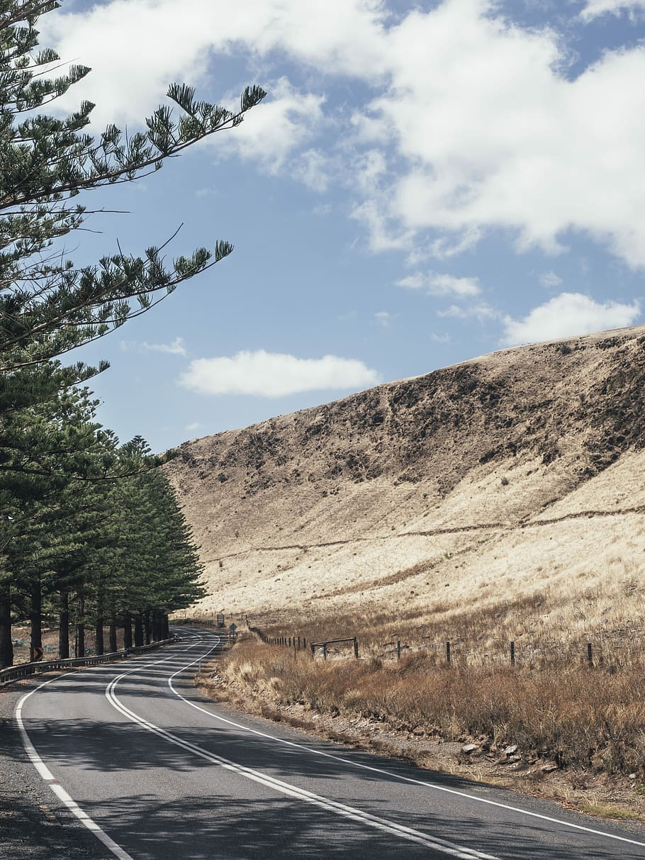 gray road near tall tree at daytime, empty roadway beside green trees during daytime HD wallpaper