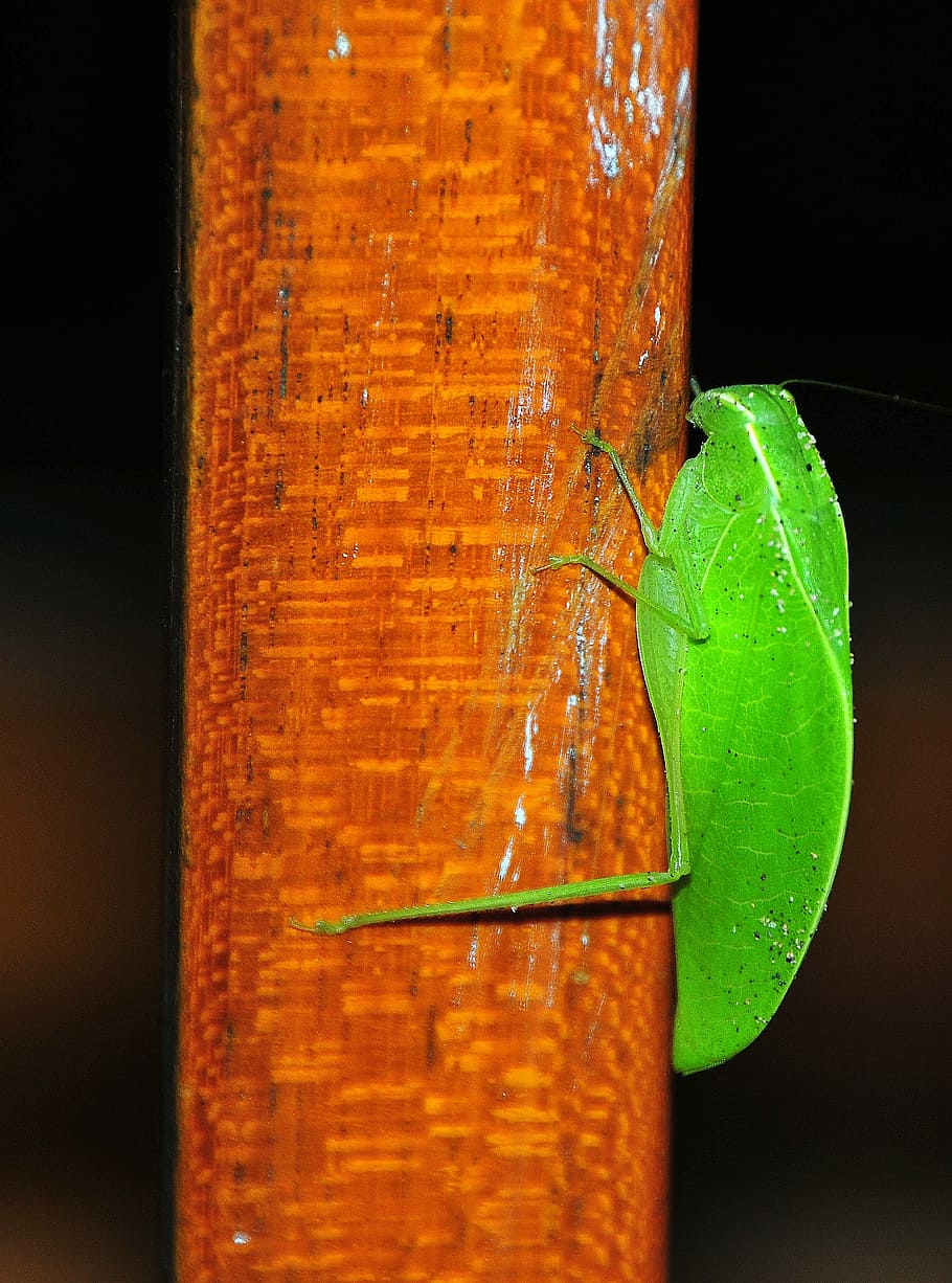 grasshopper sheet, pseudophyllinae, insect, animal, close-up HD wallpaper