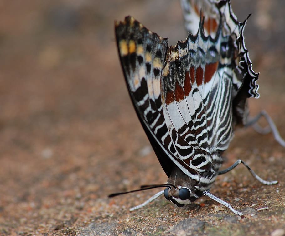 macro, butterfly, insect, wing, wildlife, bug, bright, small HD wallpaper