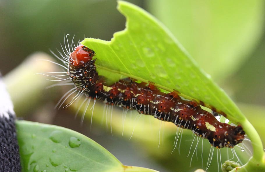 insect, leaf, grasshopper, macro, animal themes, animal wildlife HD wallpaper