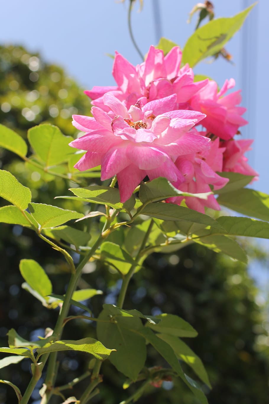 flowers, nature, rosa, pink Color, petal, plant, flower Head HD wallpaper