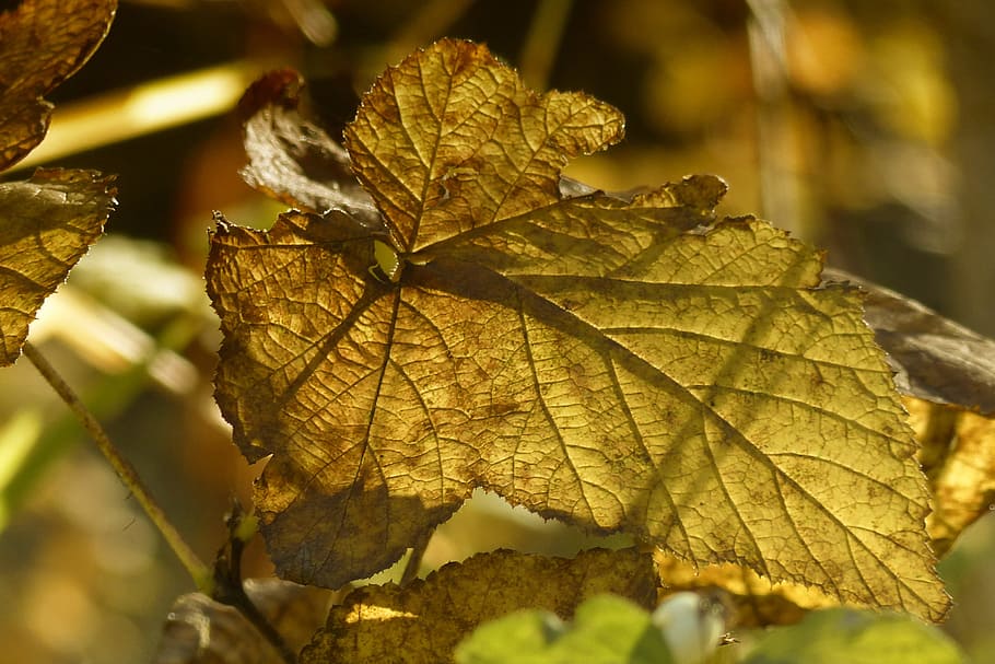 Foliage, Yellow, Leaves, Autumn, Fall, nature, close-up, outdoors, HD wallpaper
